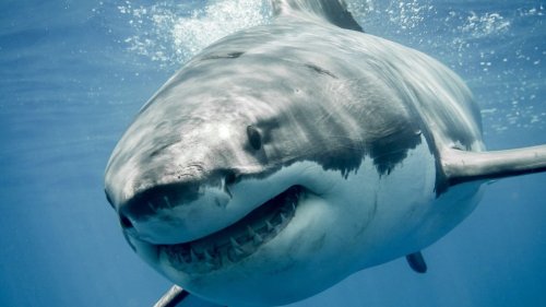 Unusual Stories About Encounters With Wild Sharks