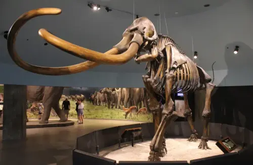 Magazine - ARCHEOLOGY/ANTHROPOLOGY..
PALEONTOLOGY