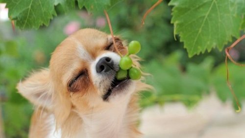 Eye-opening Advice About Your Dog’s Diet