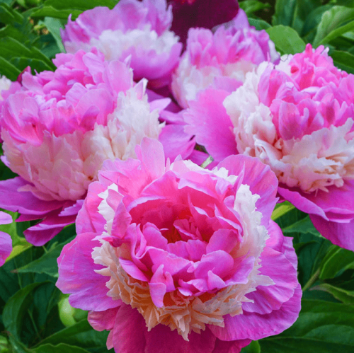 Growing Peony Flowers: Everything You Need to Know