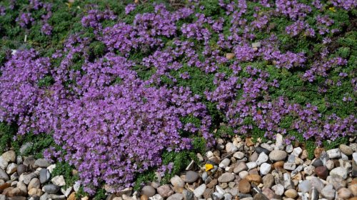 Beautiful ground covers you'll want in your yard