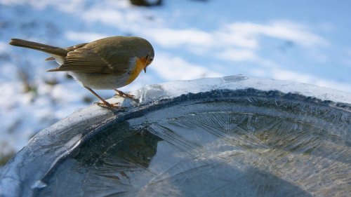 Bird bath winter care