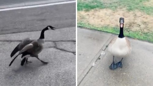 5 TikToks About Canadian Geese That Are Proof We Should Live In Terror Of Them 