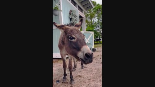 Pet Donkey's 'Smile' Delights Owner