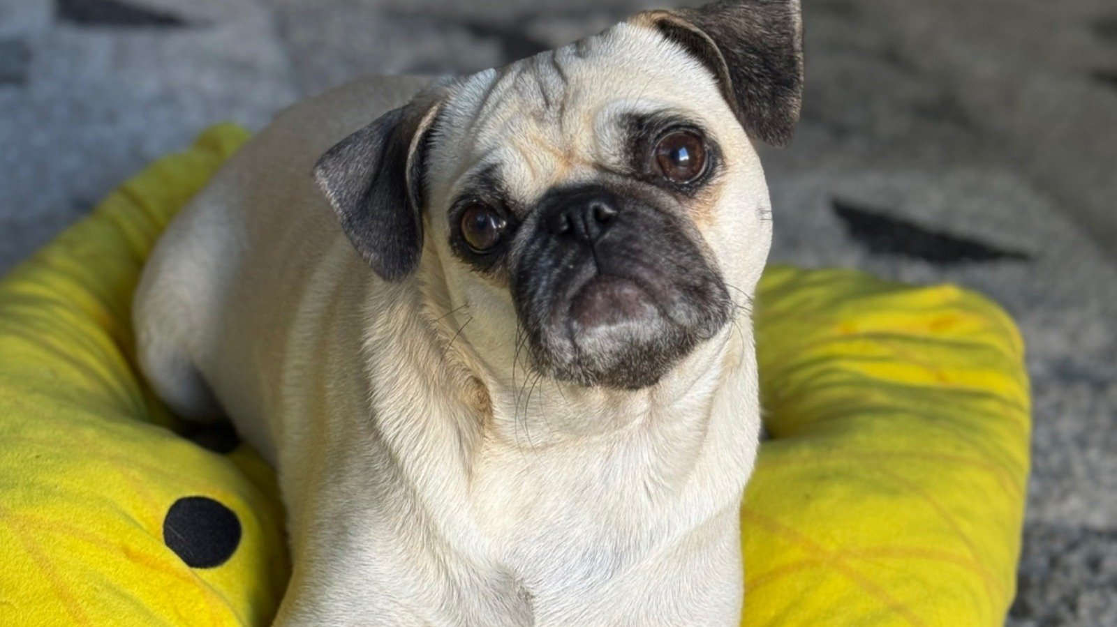 Flipboard banner for @Cuteness
