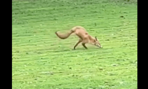 This two-legged fox is an absolute marvel