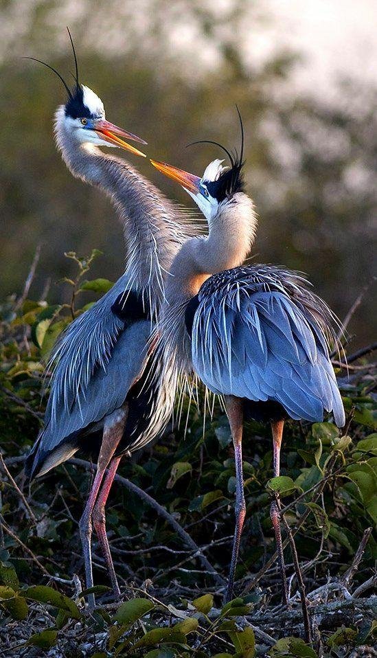 NATURE cover image