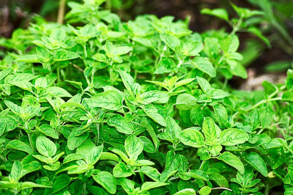 Gardening - cover