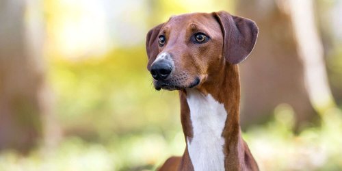 8 Remarkable African Dog Breeds Guaranteed to Turn Heads at the Dog Park