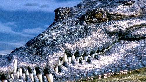 Scientists Struggle to Explain Where These ‘Ghostly,’ Giant Marine Crocodiles Came From