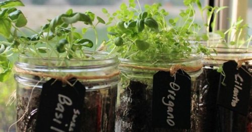 Grow your own herbs like a pro with these container garden tips