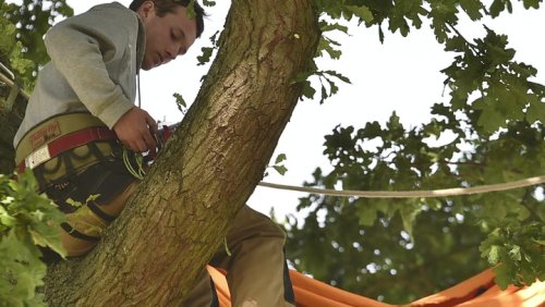 Activist halts felling of 600-year-old oak tree by camping in hammock 50ft high