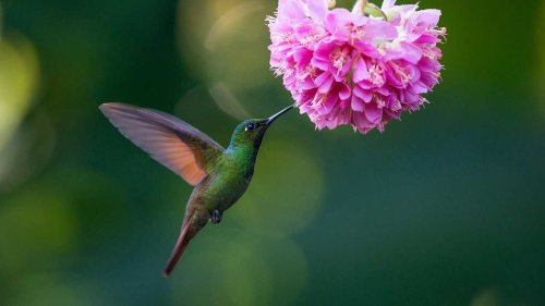 Want to attract hummingbirds to your yard?