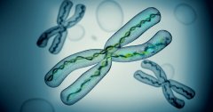 Discover human chromosomes