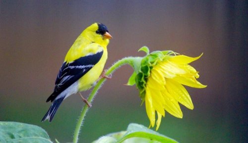 15 Common Backyard Birds You Should Know