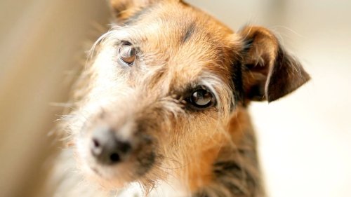 AI To Talk to Animals? Some Say It’s Very Possible