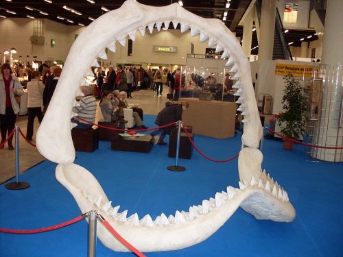 The Mighty Megalodon: An Ancient Shark That Ruled the Oceans