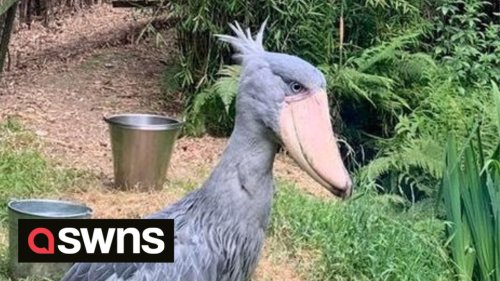 Extremely rare 'dinosaur' bird patiently waits for lifelong mate to help save entire species