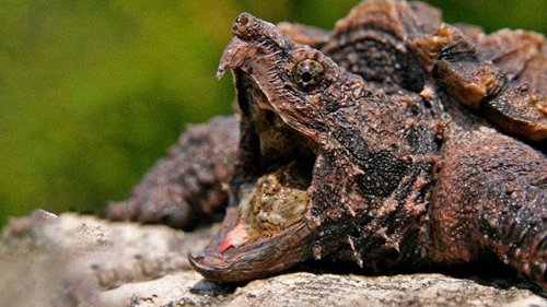 Alligator Snapping Turtles Can Bite Your Finger Off