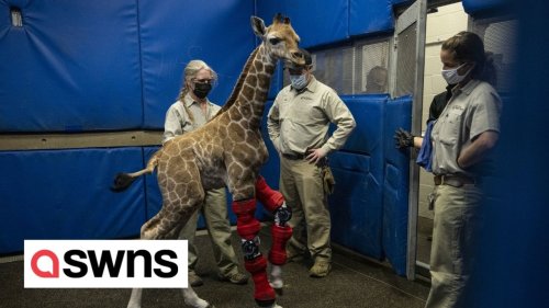Baby giraffe learns to walk with help of specially made leg braces