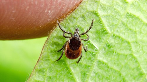 These Simple Tricks Are The Secret To Keeping Ticks Away