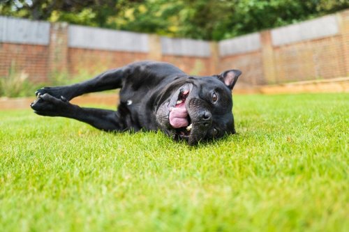 Think Twice Before Leaving Dog Poop On Your Lawn Again