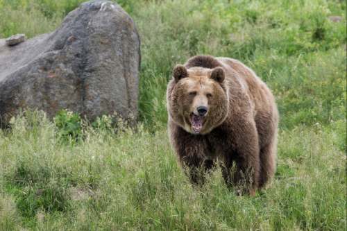 Only this animal could send a grizzly bear running in fear. Watch!