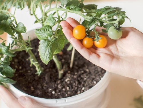 7 TIPS FOR GROWING TOMATOES INDOORS