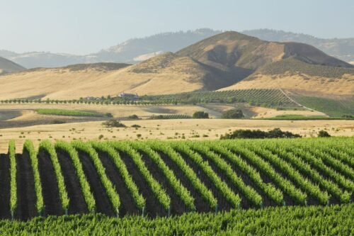 🍷 Discover the Best Wine Tasting Destinations in Santa Ynez AVA, California