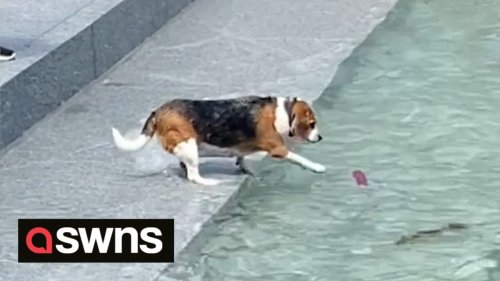 Dogs mission to retrieve toy from water results in round of applause