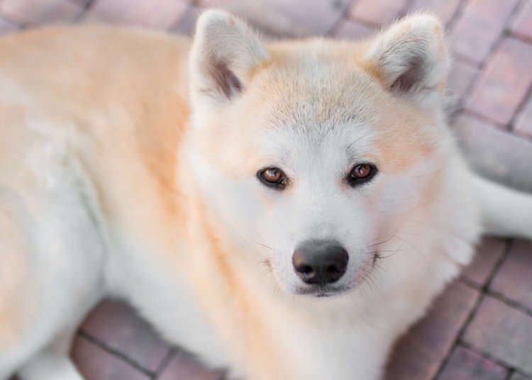 Discover the Origins of Japan's Most Faithful Dog