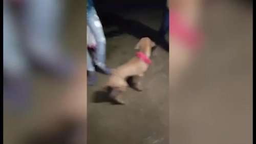 Dog Revels in Festivities With Dance Moves in Manyam, India