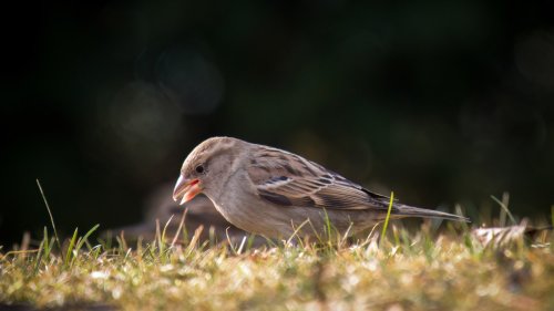 Tricks for preventing birds from eating grass seed