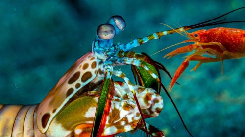 Mantis Shrimp vs Pistol Shrimp