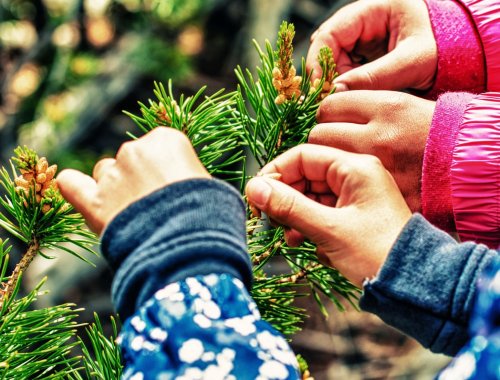 6 CREATIVE THINGS TO DO WITH YOUR OLD CHRISTMAS TREE