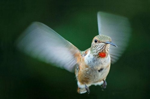 A Hummingbird's Heart Rate Is Unbelievably Fast