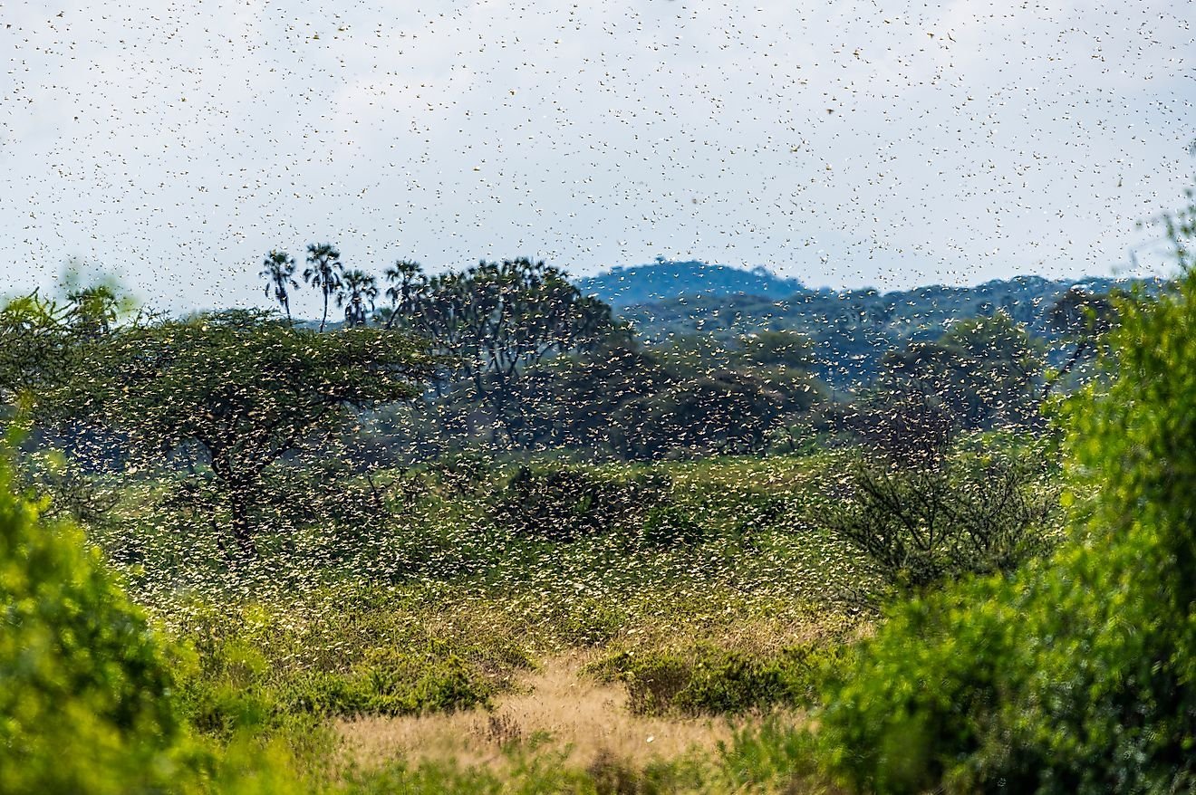 the-most-harmful-invasive-species-in-the-world-flipboard