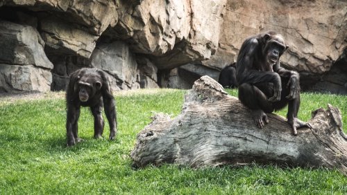 Chimps and Bonobos Greet One Another Much Like Humans Do