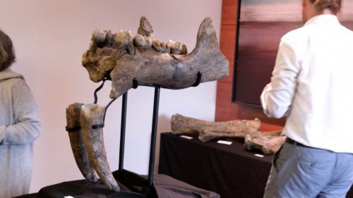 Check Out These Prehistoric Elephant Bones