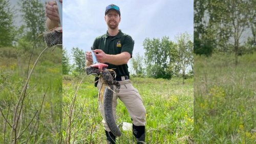 California Man Receives Live Rattlesnake in Mail - Suspects Attempted Murder