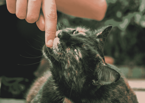 Why Does Your Cat Grab Your Hand and Bite You? 