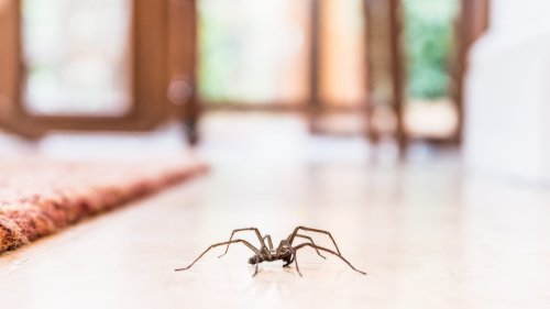 Keep Spiders Away From Your Home With These Tips 