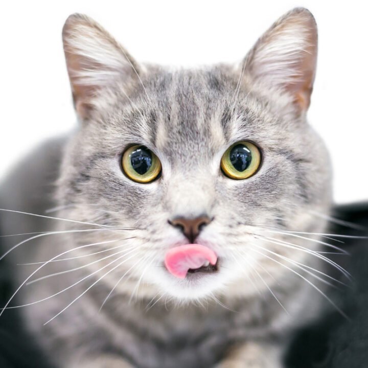 15 Reasons Cats Stick Their Tongues Out + More Odd Cat Stuff