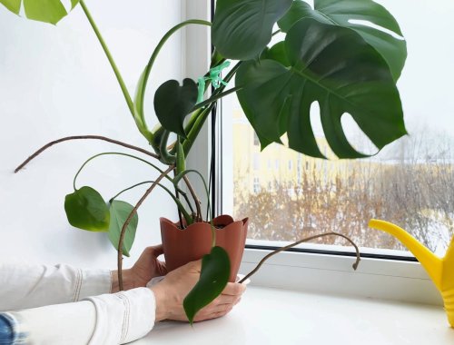 HOW TO CARE FOR HOUSEPLANTS IN WINTER
