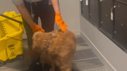 Adorable dog loves to play with the cleaning lady in the building *Wholesome Video*