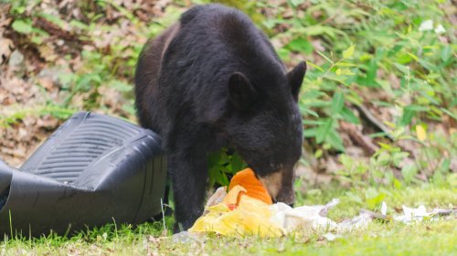 Avoid Bears During An Outdoor Adventure With These Tips