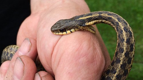 What You Should Never Do After A Snake Bite
