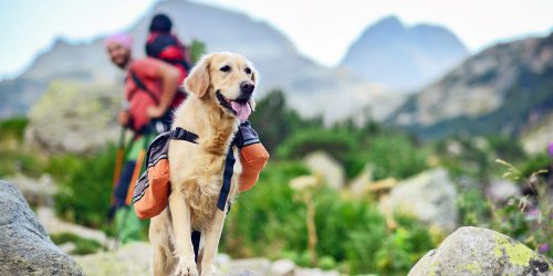 Need an Adventure Buddy? Try These 11 Hiking Dogs