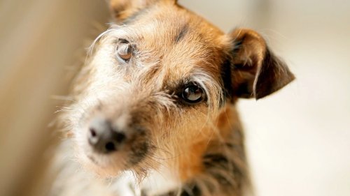 Why Are Dog’s Brains Getting Bigger and Bigger? Scientists Are Stumped