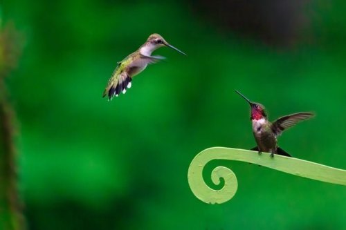 Do Hummingbirds Mate for Life?